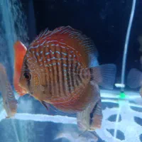 دیسکس نژاد خاص|ماهی|مشهد, هفده شهریور|دیوار