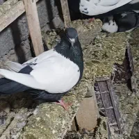 فروش کبوتر رنگی بفروش میرسید|پرنده|باسمنج, |دیوار