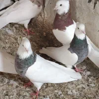 کبوتر طوقی|پرنده|سنندج, |دیوار