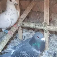 حیوان پرشی جفت نر