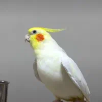 عروس هلندی گمشدبچه هاش موند