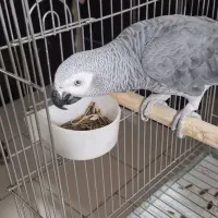 کاسکونر9ساله درشت وکشیده|پرنده|پردیس, فاز ۱۱|دیوار