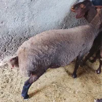 بره نر