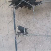 کبوتر|پرنده|تبریز, |دیوار