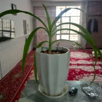 حراجی  گل|گل و گیاه طبیعی|نیشابور, مازول|دیوار