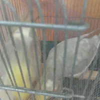 عروس هلندی|پرنده|رودسر, |دیوار