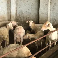 پرواری، شیری،داشتی|حیوانات مزرعه|جلین, |دیوار