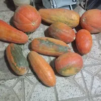 کدو‌حلوایی‌تازه