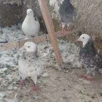 ۱۰تاکفتر