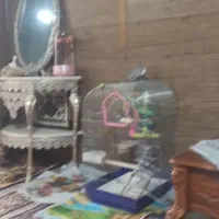 عروس هلندی ( چیکو )