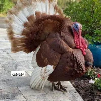 یک جفت بوقلمون بوربون