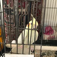 عروس هلندی ماده نژاد لوتیوم با قفس ۱ ملیون تومان