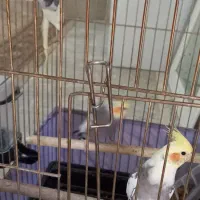 عروس هلندی|پرنده|خرم‌آباد, |دیوار