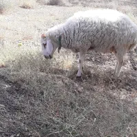 بره چاق