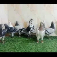 دسته کبوتر پلاکی.کفتر جهرم.