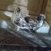 تعدادی کبوتر پرشی
