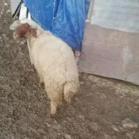 قوچ لری|حیوانات|الشتر, |دیوار