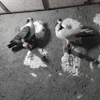 کفتر جوجه|پرنده|مشهد, شهید آوینی|دیوار