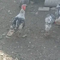 بوقلمون محلی