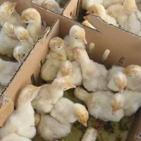 جوجه بوقلمون یکروزه بیوتی 6