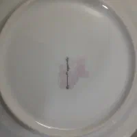 چینی مقصود|ظروف سرو و پذیرایی|ملایر, |دیوار