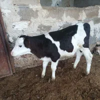 گوساله نر سیمنتال