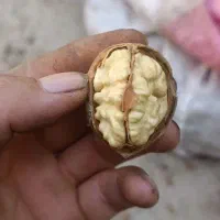 گردو