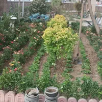 خدمات باغبانی سرویس به تمام نقاط تهران