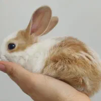 بچه خرگوش لوپ ۲۸ روزه