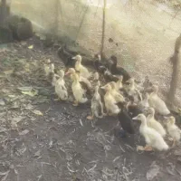 جوجه اردک 40روزه