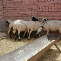 میش|حیوانات مزرعه|کرمان, |دیوار