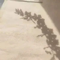 موکت 12 متری 2تا