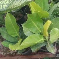 گل و گیاه طبیعی|گل و گیاه طبیعی|زابل, |دیوار