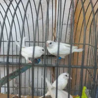 فنچ بنگالی سفید مست مست|پرنده|اهواز, کمپلو جنوبی|دیوار