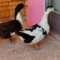 یک جفت اردک جوان