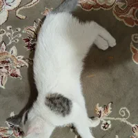 گربه خونگی پیدا شده .واگذاری رایگان|گربه|کلاله, |دیوار