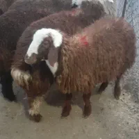 بره نر داشتی