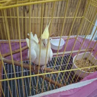 طوطی عروس هلندی لوتینو یک ساله|پرنده|الوند, |دیوار