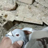 10عدد جوجه عالی تازه هوایی شدن