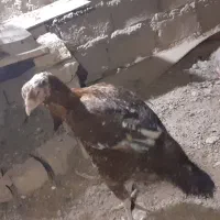 تخم مرغ نطفه دارمیکس ویاندوت ولاری