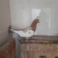 کبوتر