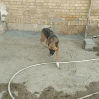 واگذاری سگ|سگ|شیراز, باجگاه|دیوار