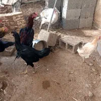 تخم مرغ لاری و محلی نطفهدار|حیوانات مزرعه|خورموج, |دیوار