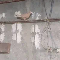 کفتر زرد و سرخ نروماده|پرنده|شیراز, عادل آباد|دیوار