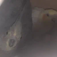عروس هلندی جفت