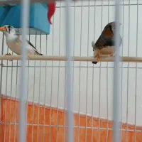 فروش یک جفت فنچ زبرا