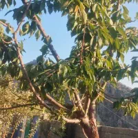 فروش منزل مسکونی در روستای بهرام بیگی|فروش خانه و ویلا|پاتاوه, |دیوار