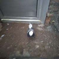 یه دونه کبوتر شازده ماده|پرنده|میاندوآب, |دیوار