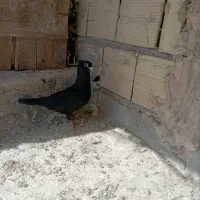 کفتر کبوتر پرنده