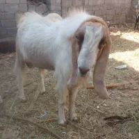 وزنی میدمش|حیوانات مزرعه|گنبکی, |دیوار